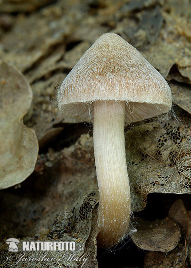 vláknica (Inocybe sp.)