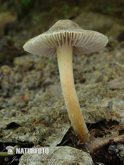 vláknica (Inocybe sp.)