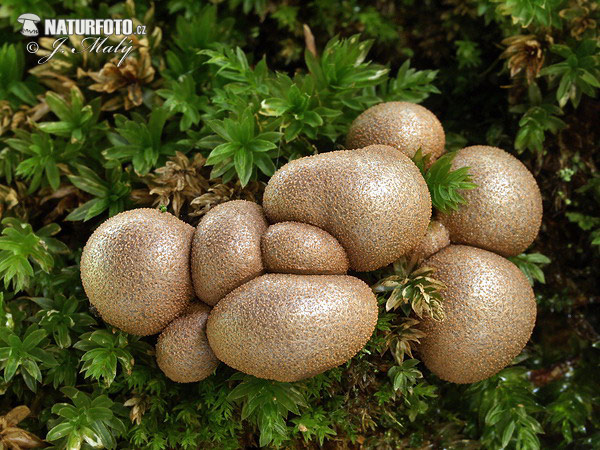 vlčinka červená (Lycogala epidendrum)