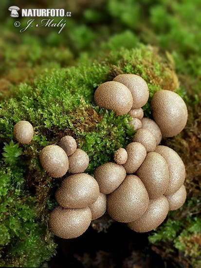 vlčinka červená (Lycogala epidendrum)