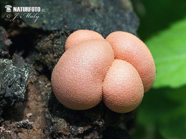 vlčinka červená (Lycogala epidendrum)