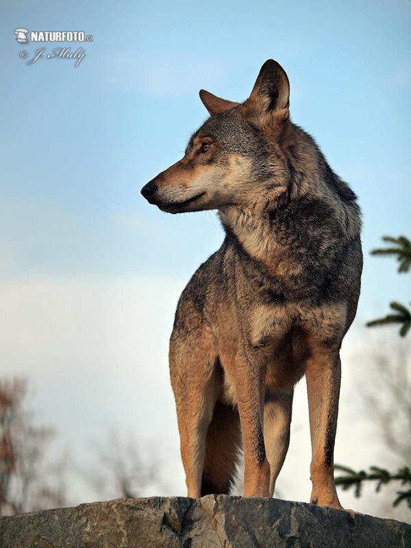 Vlk dravý (Canis lupus)