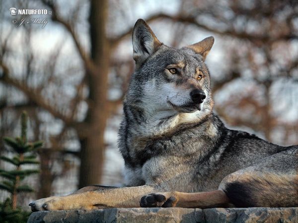 Vlk dravý (Canis lupus)