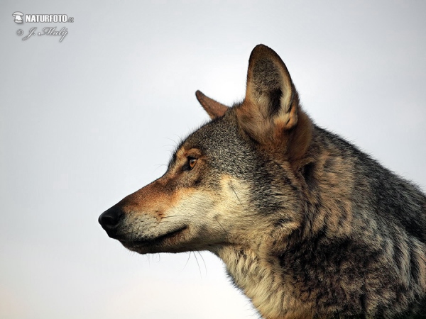 Vlk dravý (Canis lupus)