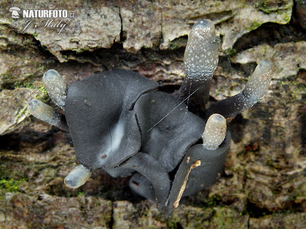 voskovička černavá (Holwaya mucida)