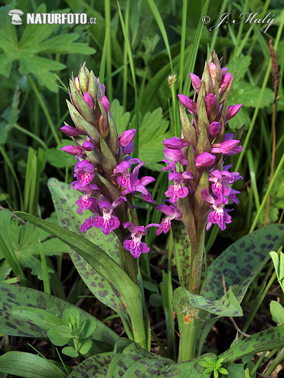 Vstavačovec májový (Dactylorhiza majalis)