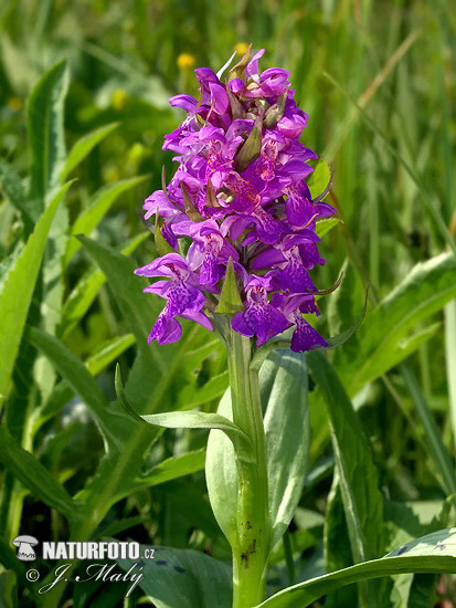 Vstavačovec májový (Dactylorhiza majalis)