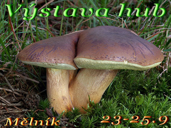 Výstava hub v Mělníku - 2011 (Regionalni muzeum)