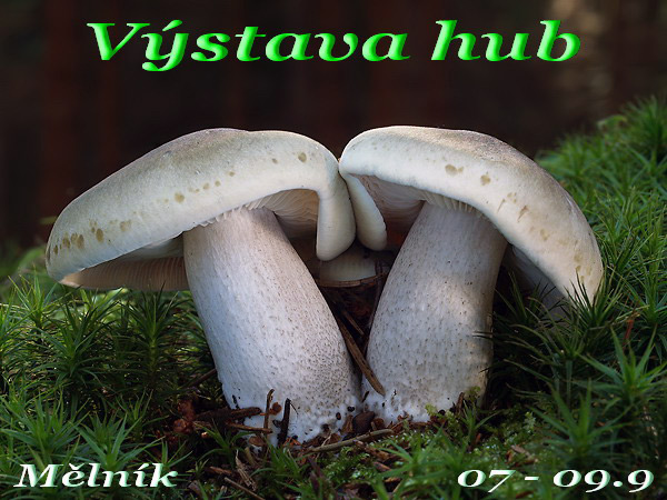 Výstava hub v Mělníku - 2012 (Regionalni muzeum)