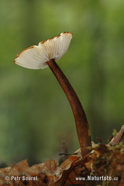 zamatka jedľová (Oudemansiella melanotricha)