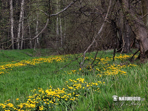 Záružlie močiarne (Caltha palustris)