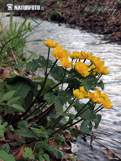 Záružlie močiarne (Caltha palustris)