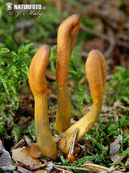 žezlovka srnková (Elaphocordyceps ophioglossoides)