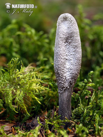 žezlovka srnková (Elaphocordyceps ophioglossoides)