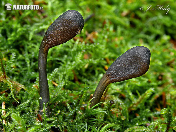 žezlovka srnková (Elaphocordyceps ophioglossoides)