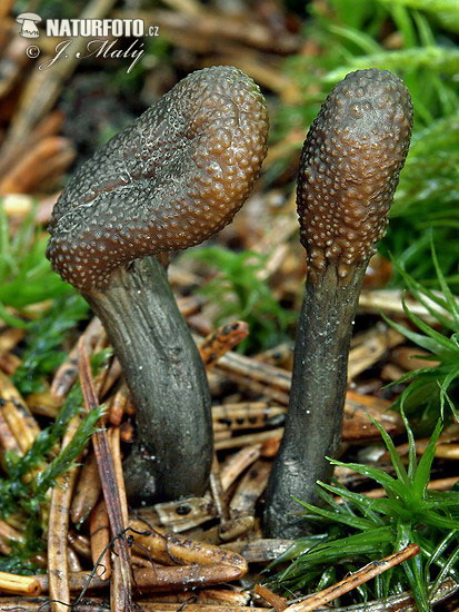 žezlovka srnková (Elaphocordyceps ophioglossoides)