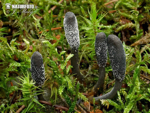 žezlovka srnková (Elaphocordyceps ophioglossoides)