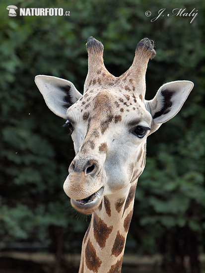 Žirafa štíhla Rotschildova (Giraffa camelopardalis rothschildi)