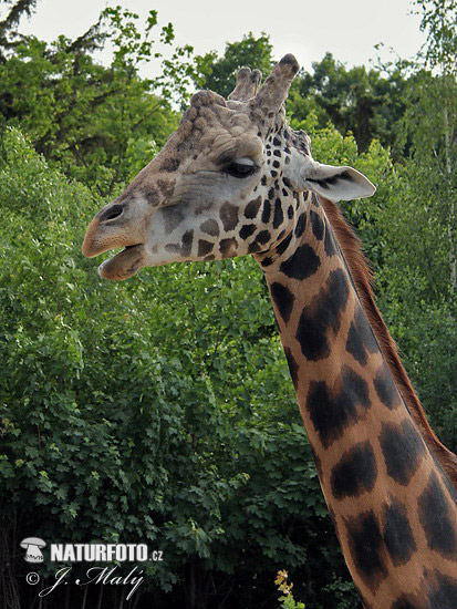 Žirafa štíhla Rotschildova (Giraffa camelopardalis rothschildi)