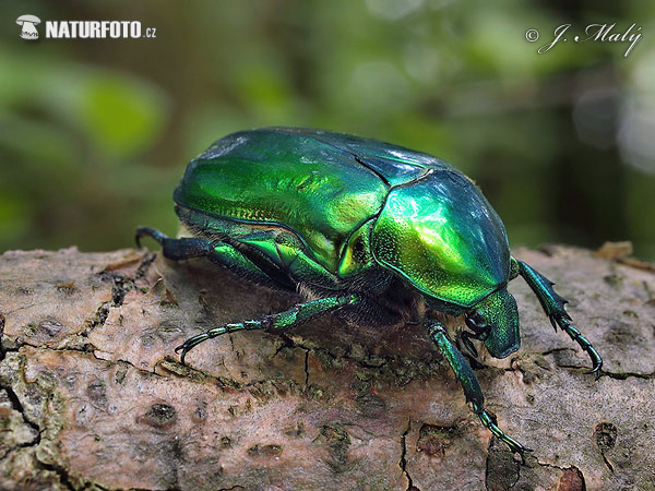 Zlatoň skvostný (Protaetia aeruginosa)