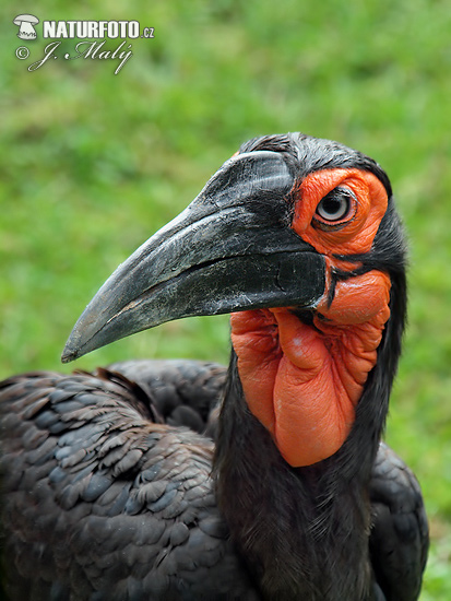 Zoborožka tmavá (Bucorvus leadbeateri)