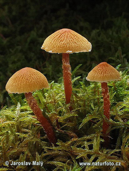 zrnivka okrová (Cystoderma amianthinum)