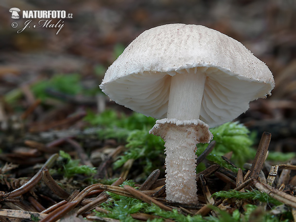 zrnivka páchnuca (Cystoderma carcharias)