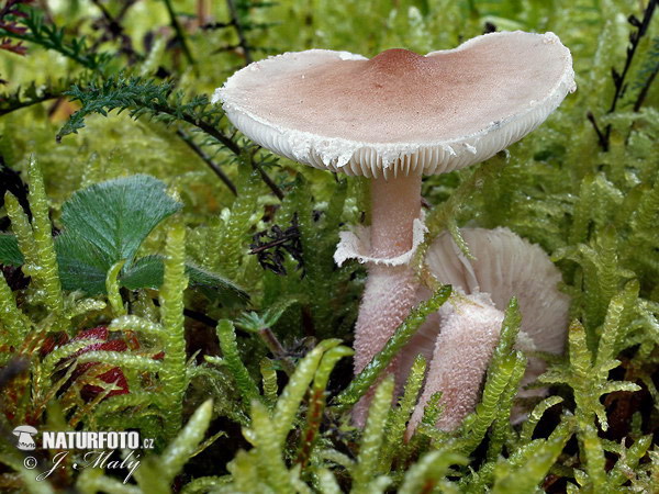 zrnivka páchnuca (Cystoderma carcharias)