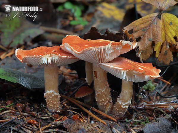 zrnivka rumelková (Cystodermella cinnabarina)