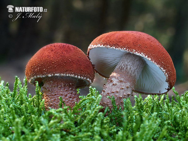 zrnivka rumelková (Cystodermella cinnabarina)