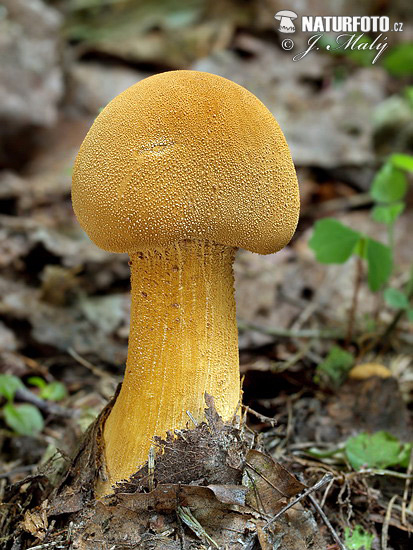 zrnuľa zlatá (Phaeolepiota aurea)