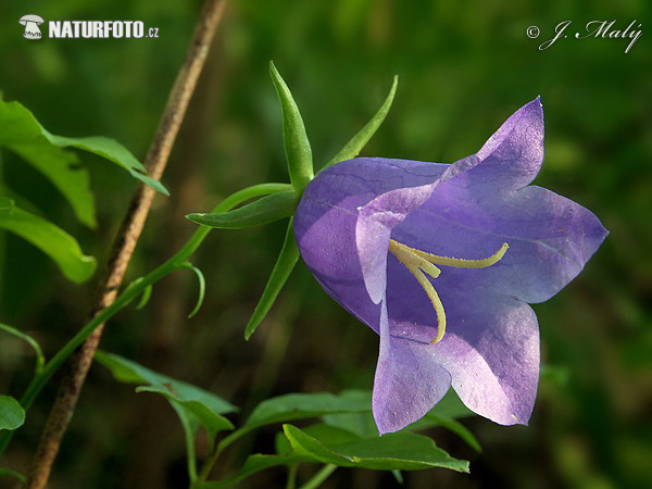 Zvonček okrúhlolistý (Campanula rotundifolia)