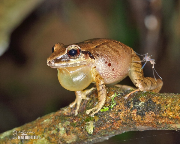 (Pristimantis achatinus)