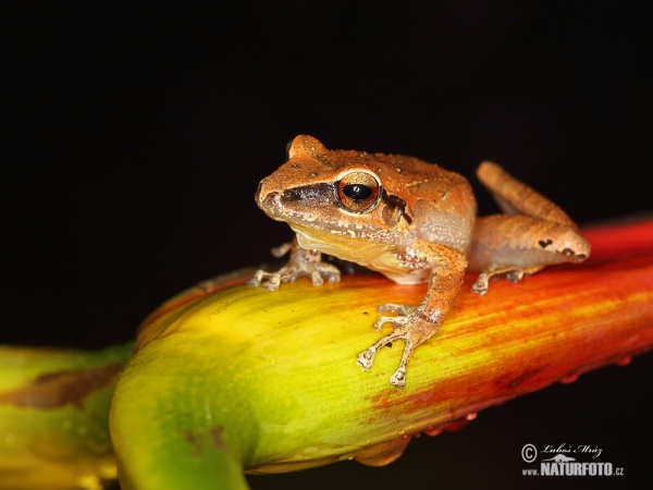  (Pristimantis achatinus)