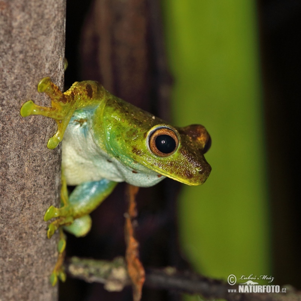  (Hypsiboas pellucens)