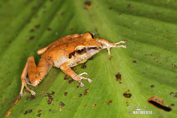  (Pristimantis achatinus)