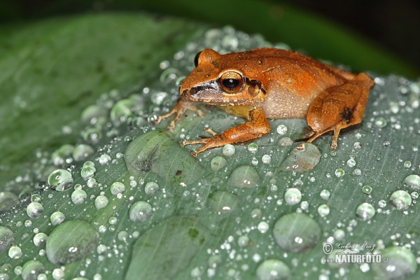  (Pristimantis achatinus)