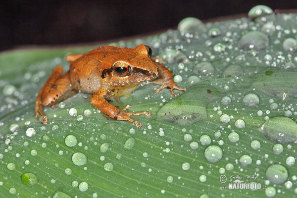  (Pristimantis achatinus)