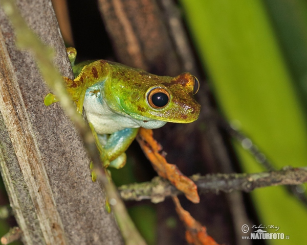  (Hypsiboas pellucens)