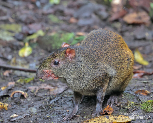 Aguti středoamerický (Dasyprocta punctata)