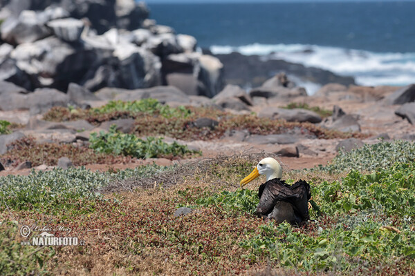 Albatros galapážský (Phoebastria irrorata)