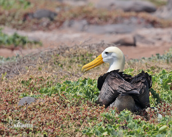 Albatros galapážský (Phoebastria irrorata)