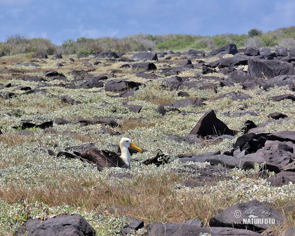 Albatros galapážský (Phoebastria irrorata)