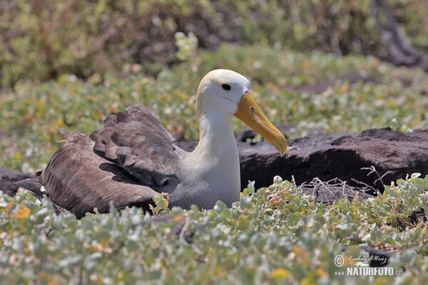 Albatros galapážský (Phoebastria irrorata)