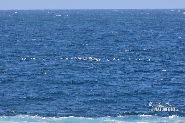 Albatros galapážský (Phoebastria irrorata)