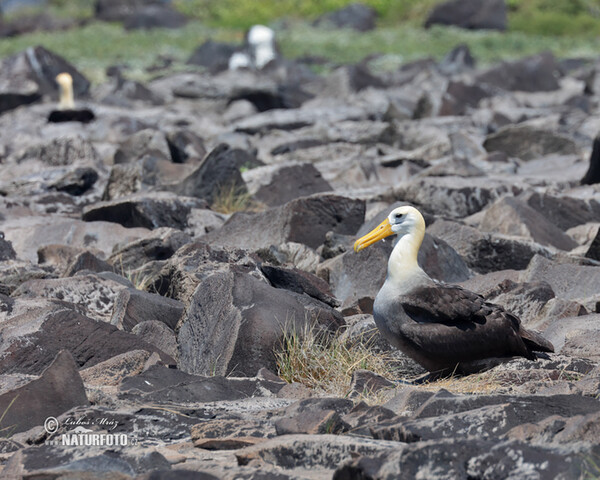 Albatros galapážský (Phoebastria irrorata)