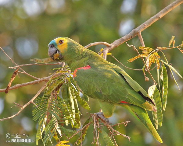 Amazoňan modročelý (Amazona aestiva)