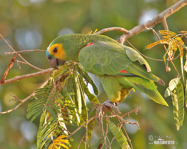 Amazoňan modročelý (Amazona aestiva)