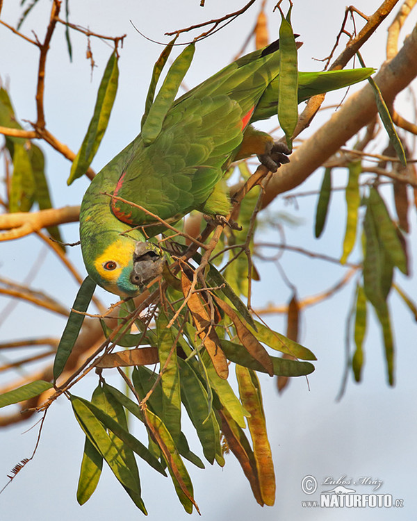 Amazoňan modročelý (Amazona aestiva)