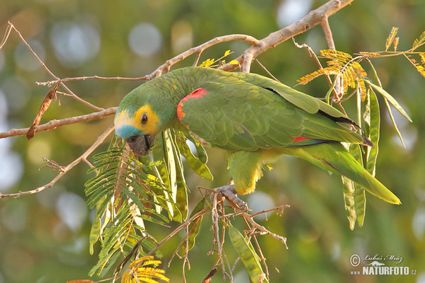 Amazoňan modročelý (Amazona aestiva)